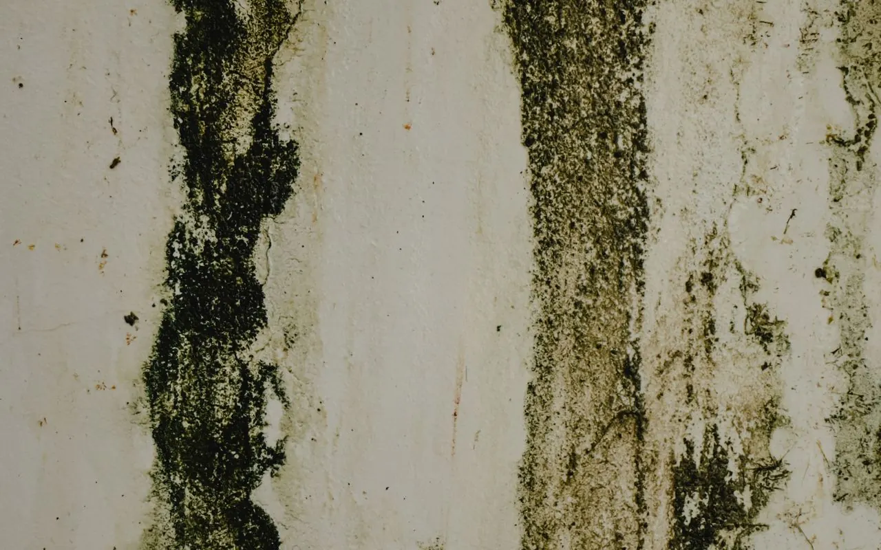 Mold growth on an interior wall needing remediation in Casa Grande, AZ
